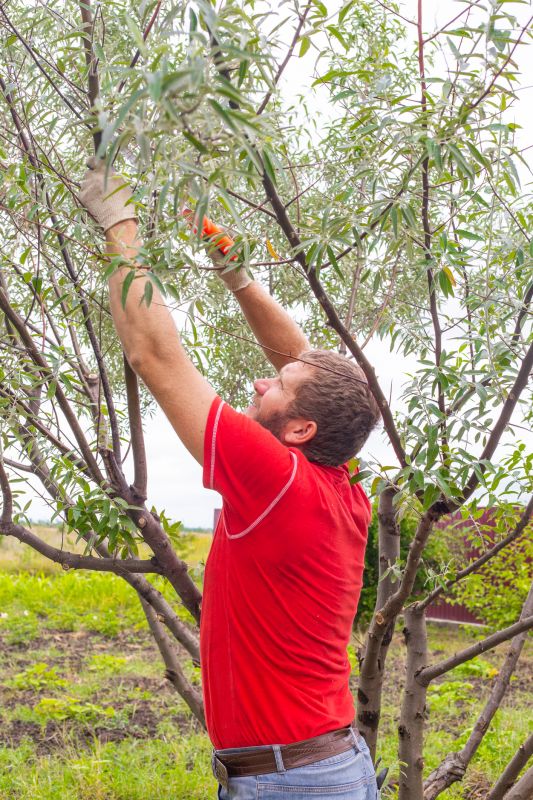 Pruning Overgrown Branches