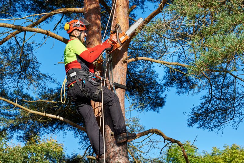 Arborist Performing Trimming