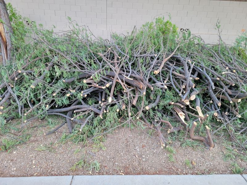 Healthy Tree After Trimming