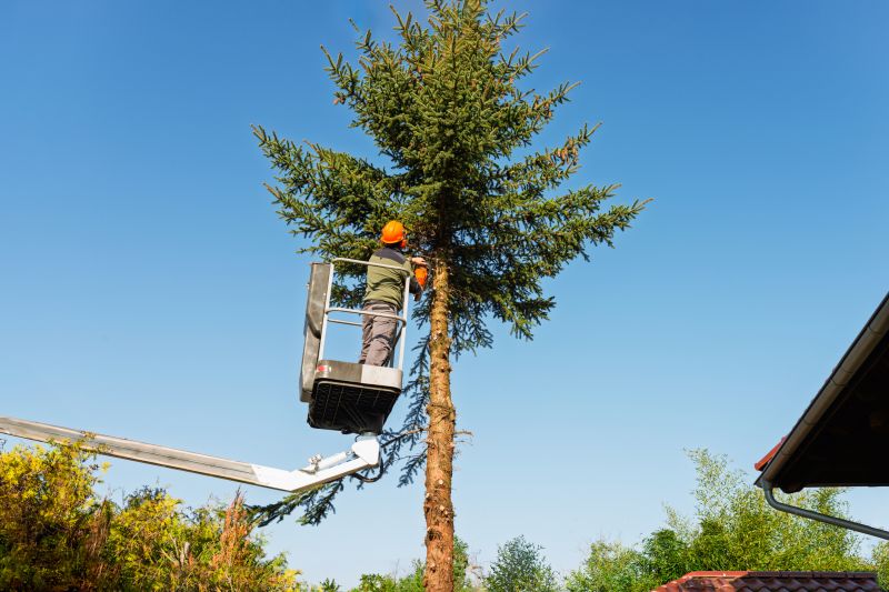 Seasonal Tree Care