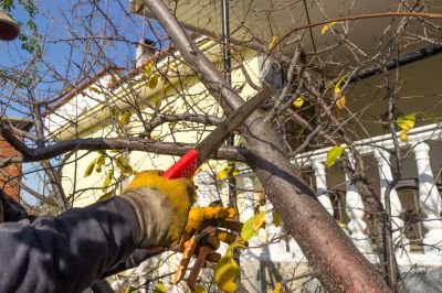 Local Tree Care Companies