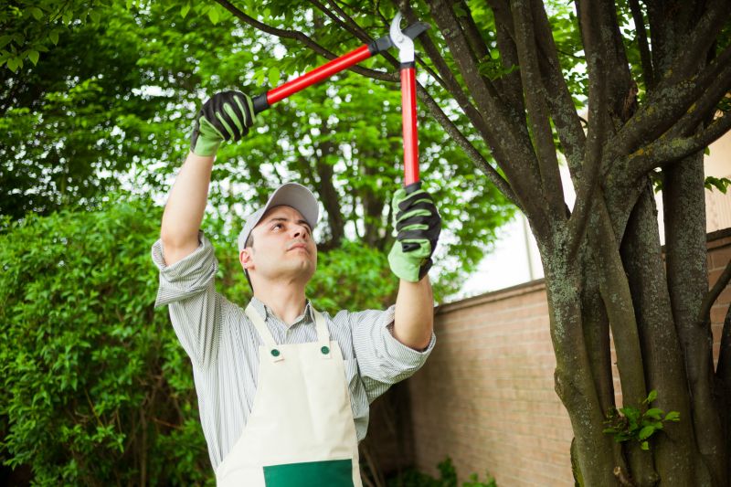 Specialized Tree Pruning Services